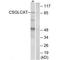 Chondroitin Polymerizing Factor 2 antibody, A14020, Boster Biological Technology, Western Blot image 