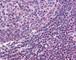 MALT1 antibody, 49-302, ProSci, Immunohistochemistry frozen image 