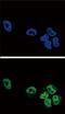 Phospholipase A2 Group IVA antibody, PA5-72525, Invitrogen Antibodies, Immunofluorescence image 
