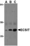 ECSIT Signalling Integrator antibody, A07966, Boster Biological Technology, Western Blot image 