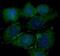 PD-L1 antibody, FNab06280, FineTest, Immunofluorescence image 