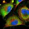 Peregrin antibody, NBP1-88369, Novus Biologicals, Immunofluorescence image 