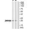 Zinc Finger Protein 695 antibody, A15108, Boster Biological Technology, Western Blot image 