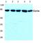 Ezrin antibody, AP06113PU-N, Origene, Western Blot image 