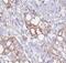 Rho/Rac Guanine Nucleotide Exchange Factor 18 antibody, FNab00561, FineTest, Immunohistochemistry paraffin image 