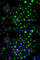 Adenylate kinase isoenzyme 4, mitochondrial antibody, A2050, ABclonal Technology, Immunofluorescence image 