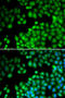 Lysine Methyltransferase 2E antibody, 22-027, ProSci, Immunofluorescence image 