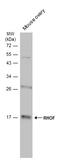 Ras Homolog Family Member F, Filopodia Associated antibody, GTX119450, GeneTex, Western Blot image 
