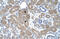ST3 Beta-Galactoside Alpha-2,3-Sialyltransferase 5 antibody, 30-197, ProSci, Immunohistochemistry paraffin image 