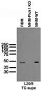 PRKCA-binding protein antibody, 73-040, Antibodies Incorporated, Western Blot image 