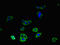 Solute Carrier Family 30 Member 8 antibody, orb46443, Biorbyt, Immunofluorescence image 