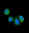 Asporin antibody, abx032894, Abbexa, Immunofluorescence image 