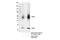 CD28 antibody, 38774S, Cell Signaling Technology, Immunoprecipitation image 