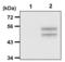 Mitogen-Activated Protein Kinase 8 antibody, MA5-14943, Invitrogen Antibodies, Immunoprecipitation image 