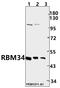 RNA Binding Motif Protein 34 antibody, A14178-1, Boster Biological Technology, Western Blot image 
