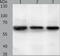Syntaxin-binding protein 2 antibody, TA323820, Origene, Western Blot image 