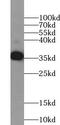 Aminoadipate-Semialdehyde Dehydrogenase-Phosphopantetheinyl Transferase antibody, FNab00024, FineTest, Western Blot image 