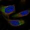 NECAP Endocytosis Associated 2 antibody, HPA028077, Atlas Antibodies, Immunofluorescence image 
