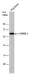 Chordin Like 1 antibody, PA5-78591, Invitrogen Antibodies, Western Blot image 