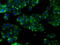 Protein Tyrosine Phosphatase Receptor Type E antibody, GTX83767, GeneTex, Immunocytochemistry image 