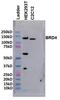 Bromodomain Containing 4 antibody, PA5-41550, Invitrogen Antibodies, Western Blot image 