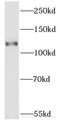 ERC protein 2 antibody, FNab02831, FineTest, Western Blot image 