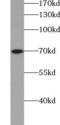 Synapsin I antibody, FNab08416, FineTest, Western Blot image 