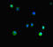 H12 antibody, LS-C678205, Lifespan Biosciences, Immunofluorescence image 