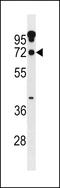 Zinc Finger Protein 805 antibody, LS-C157514, Lifespan Biosciences, Western Blot image 