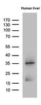 Placenta Associated 8 antibody, MA5-27363, Invitrogen Antibodies, Western Blot image 