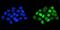 Homeobox D11 antibody, A10676-1, Boster Biological Technology, Immunofluorescence image 
