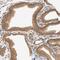 Septin-2 antibody, HPA018481, Atlas Antibodies, Immunohistochemistry frozen image 