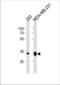 Golgi Phosphoprotein 3 antibody, TA324910, Origene, Western Blot image 