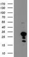Uncharacterized protein KIAA0495 antibody, CF503697, Origene, Western Blot image 