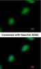 TP53RK Binding Protein antibody, NBP1-31618, Novus Biologicals, Immunofluorescence image 