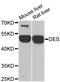 Desmin antibody, LS-C746776, Lifespan Biosciences, Western Blot image 
