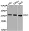 PHD antibody, A8447, ABclonal Technology, Western Blot image 