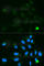 UDP Glucuronosyltransferase Family 1 Member A9 antibody, A1661, ABclonal Technology, Immunofluorescence image 
