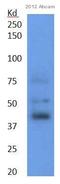 CCAAT/enhancer-binding protein alpha antibody, ab40761, Abcam, Western Blot image 