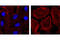 Nanog Homeobox antibody, 5448S, Cell Signaling Technology, Immunofluorescence image 