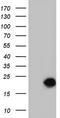 Sorting Nexin 12 antibody, TA804846, Origene, Western Blot image 