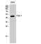 Paired Box 1 antibody, PA5-51033, Invitrogen Antibodies, Western Blot image 