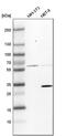 3-Hydroxybutyrate Dehydrogenase 1 antibody, PA5-56598, Invitrogen Antibodies, Western Blot image 