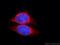 Adenylate kinase 2, mitochondrial antibody, 66127-1-Ig, Proteintech Group, Immunofluorescence image 