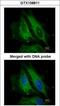 Nucleotide Binding Oligomerization Domain Containing 1 antibody, GTX108811, GeneTex, Immunofluorescence image 