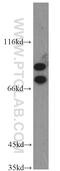 LAS1 Like, Ribosome Biogenesis Factor antibody, 16010-1-AP, Proteintech Group, Western Blot image 