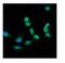 Galectin 1 antibody, PA1422, Boster Biological Technology, Immunofluorescence image 