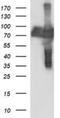 Centrosomal Protein 68 antibody, NBP2-46252, Novus Biologicals, Western Blot image 