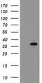 Snail Family Transcriptional Repressor 2 antibody, TA800200, Origene, Western Blot image 