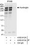 Huntingtin antibody, A302-813A, Bethyl Labs, Immunoprecipitation image 